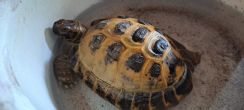 Horsfield : Male approx 7 years old (Thomas)